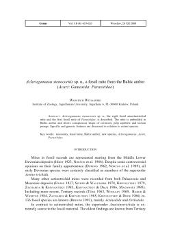 Aclerogamasus stenocornis sp. n., a fossil mite from the Baltic amber
