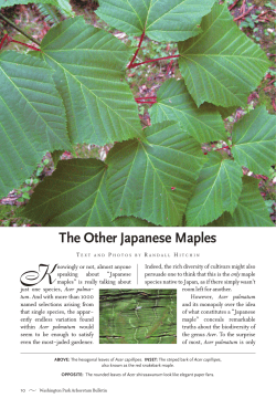 The Other Japanese Maples - The Arboretum Foundation