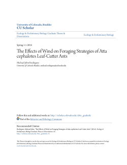 The Effects of Wind on Foraging Strategies of Atta cephalotes Leaf