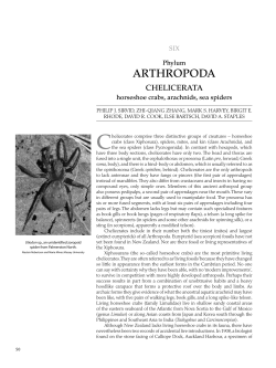SIX Phylum ARTHROPODA CHELICERATA horseshoe crabs