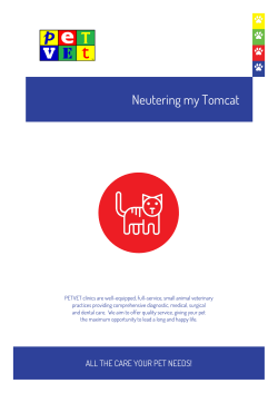 Neutering my Tomcat - PETVET Silverstream