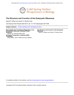 The Structure and Function of the Eukaryotic Ribosome