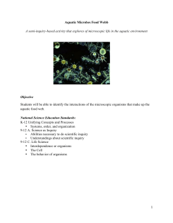 Aquatic Microbes Food Webs