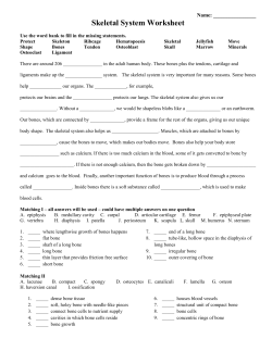 Skeletal System Worksheet