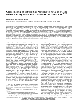 Crosslinking of Ribosomal Proteins to RNA in