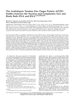 The Arabidopsis Tandem Zinc Finger Protein