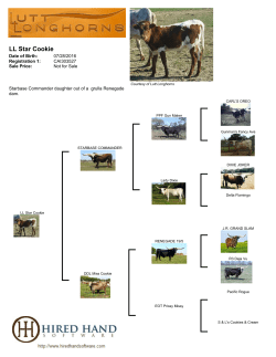 LL Star Cookie - Lutt Longhorns