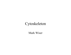 Cytoskeleton