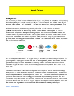 Updated Muscle Fatigue Stations