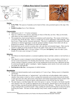 Chilean Rose-haired Tarantula