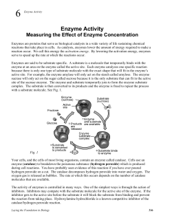 Enzyme Activity