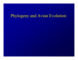 Phylogeny and Avian Evolution