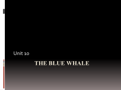 THE BLUE WHALE