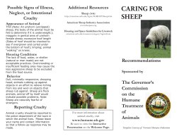 Sheep Care