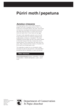 Püriri moth/pepetuna - Department of Conservation