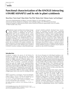 Functional characterization of the KNOLLE-interacting t