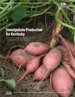 ID-195: Sweetpotato Production for Kentucky