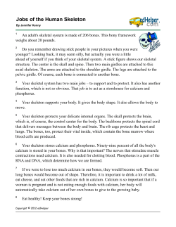 Jobs of the Human Skeleton