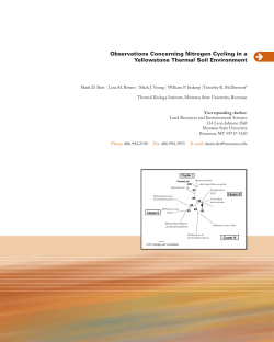 Observations Concerning Nitrogen Cycling in a Yellowstone