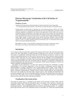 Electron Microscopy Visualization of the Cell Surface of