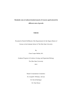 Metabolic rates of cultured skeletal muscle of Coturnix quail selected