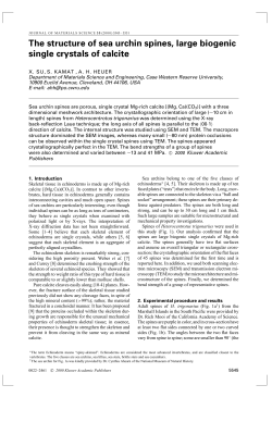 The structure of sea urchin spines, large biogenic single