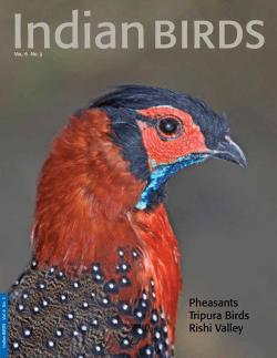 Pheasants Tripura Birds Rishi Valley