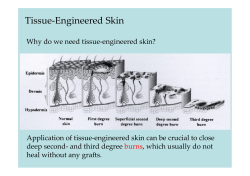 Tissue-Engineered Skin