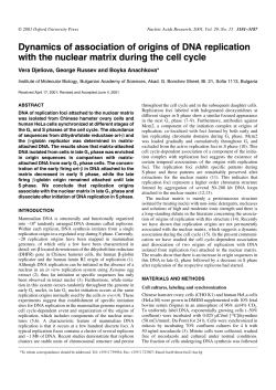 Dynamics of association of origins of DNA replication with the