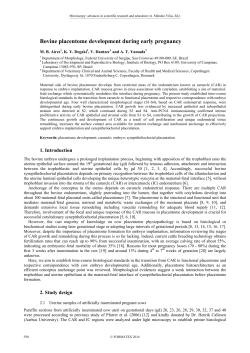 Bovine placentome development during early pregnancy