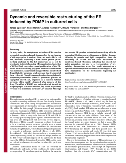 Dynamic and reversible restructuring of the ER induced by PDMP in