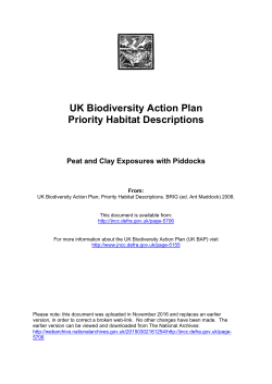 Peat and clay exposures on piddocks (UK BAP Priority Habitat