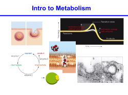 Intro to Metabolism