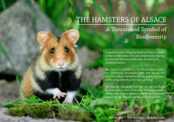 THE HAMSTERS OF ALSACE