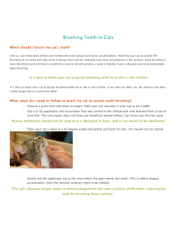 See more information about brushing your cat`s teeth here