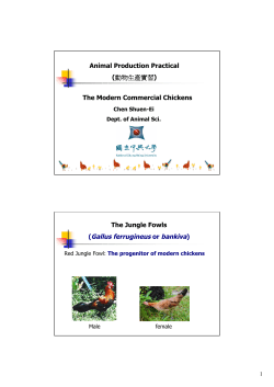 The Modern Commercial Chickens Animal Production Practical
