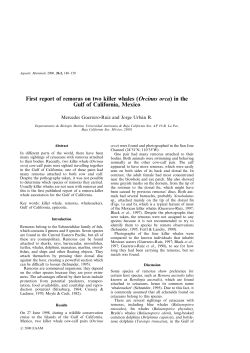 First report of remoras on two killer whales (Orcinus orca) in the Gulf