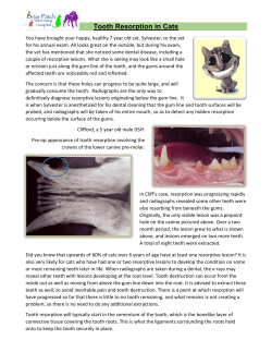 Tooth Resorption in Cats - Briar Patch Veterinary Hospital