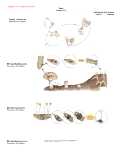 Phylum Basidiomycota Phylum Zygomycota Phylum Deuteromycota