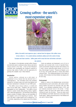 Growing saffron - the world`s most expensive spice