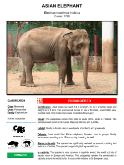 asian elephant - The Photozoo Collection