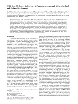 WOX Gene Phylogeny in Poaceae: A