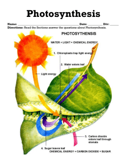 Photosynthesis - Ms. A Science Online