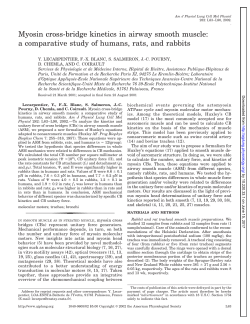 Myosin cross-bridge kinetics in airway smooth muscle - AJP-Lung