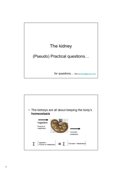 The kidney - TeachLine
