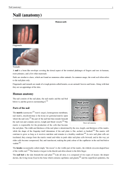 Nail (anatomy) - Saylor Academy