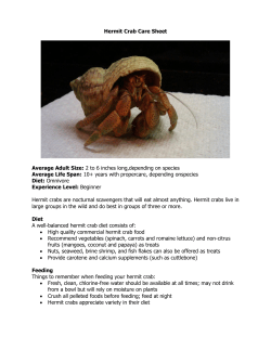 Hermit Crab Care Sheet Average Adult Size: 2 to 6 inches long