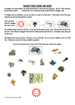 badger food chains and webs - Durham County Badger Group