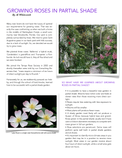 Growing Roses in Partial Shade