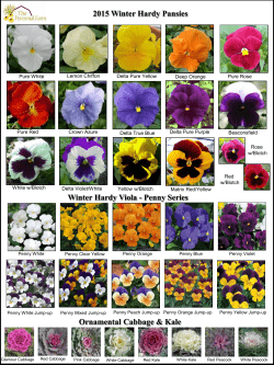 2015 Winter Hardy Pansies